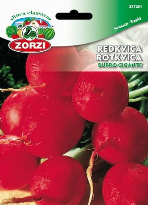 Picture of Redkvica Burro Gigante - Semenska vrečka Zorzi