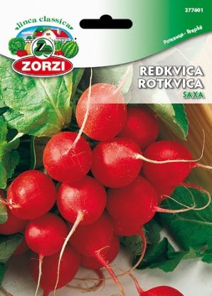 Picture of Redkvica Saxa 2 - Semenska vrečka Zorzi
