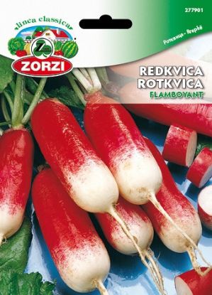 Picture of Redkvica Flamboyant - Semenska vrečka Zorzi