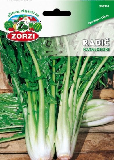 Bild von Radič Catalogna Gigante de Chioggia