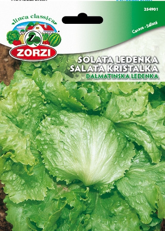 Bild von Dalmatiner Eisbergsalat - Zorzi Samenbeutel