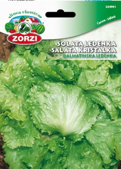 Slika Solata Dalmatinska Ledenka - Semenska vrečka Zorzi