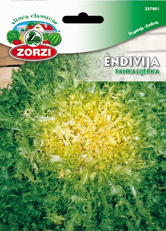 Bild von Endivie Grosse Pancaliere - Zorzi Samenbeutel