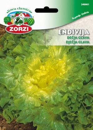 Bild von Endivija Dečja glava - Semenska vrečka Zorzi