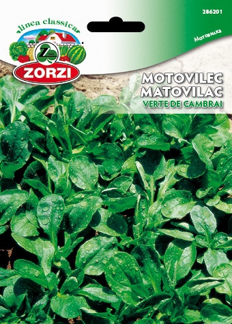 Picture of Lamb’s lettuce Verte de Cambrai - Zorzi seed packet