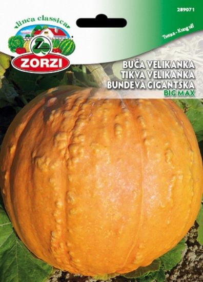 Picture of Bučke Big Max - Semenska vrečka Zorzi