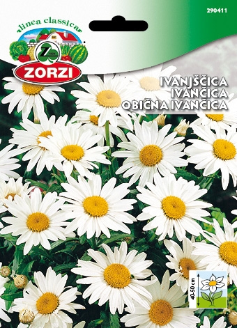 Bild von Weiße Wucherblume - Zorzi Samenbeutel