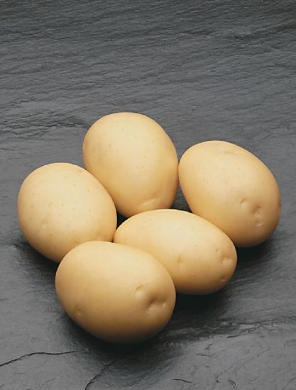 Slika Carrera krompir semenski E 35/55 25kg