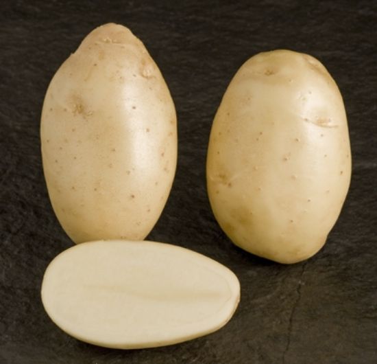 Slika Majestic krompir semenski A 35/55 25kg
