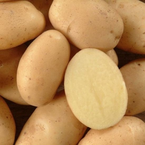 Slika Bellini krompir semenski A 35/55 10kg