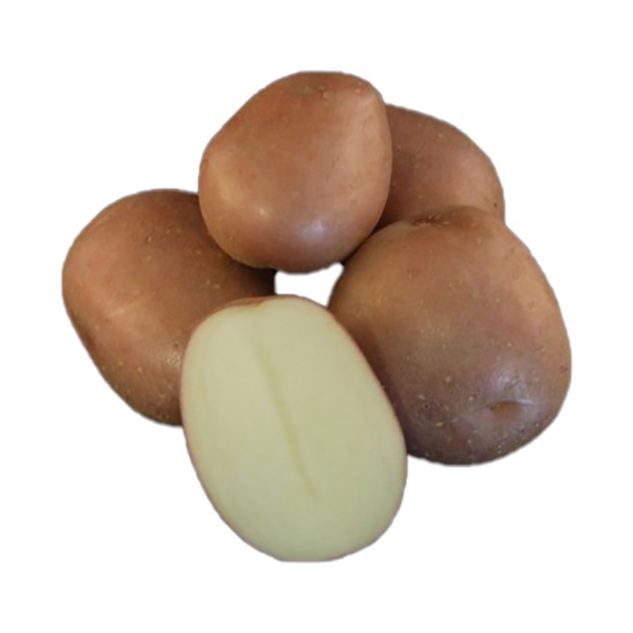 Picture of Monte Carlo seed potatoes, A 35/55, 25kg