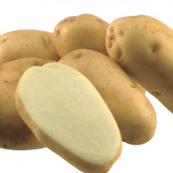 Slika Maris Bard krompir semenski E 35/55 25kg