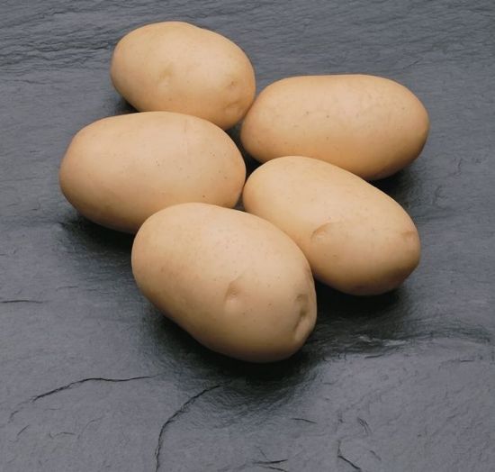 Slika Adora krompir semenski E 35/50 big bag