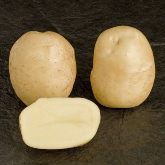 Slika Sante krompir semenski A 35/55 25kg