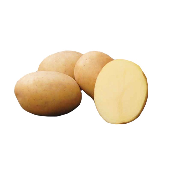 Picture of Concordia seed potatoes, A 35/55, 10kg