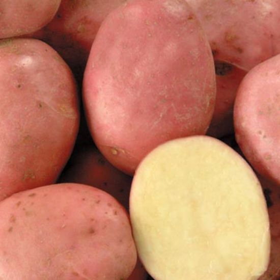 Slika Romano krompir semenski E 35/55 10kg