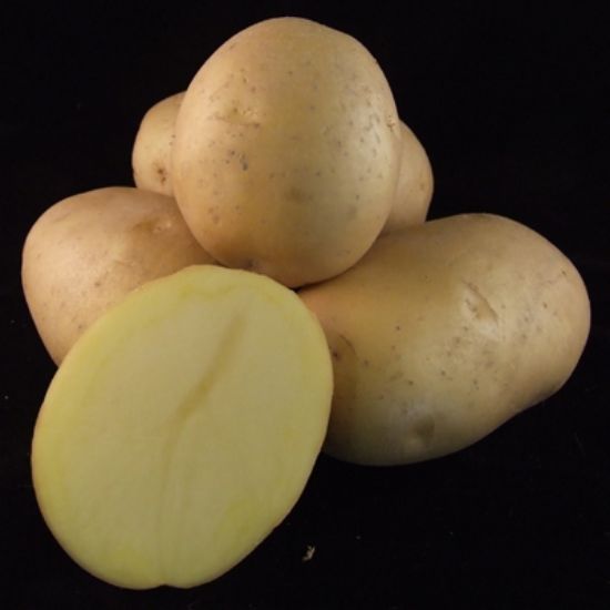 Slika Montreal krompir semenski A 28/35 5kg