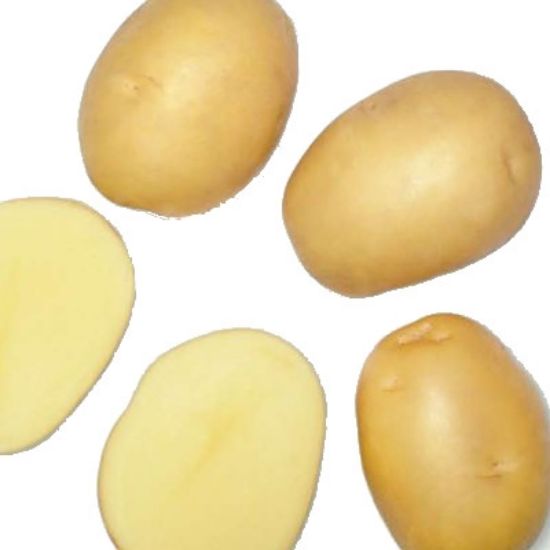 Slika Actrice krompir semenski A 35/55 big bag