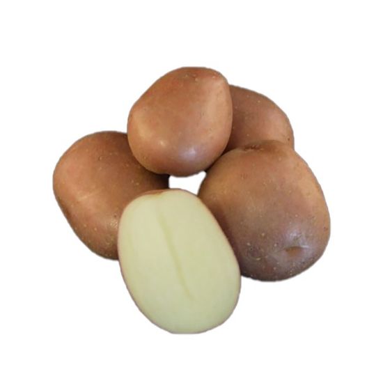 Slika Monte Carlo krompir semenski A 35/45 25kg