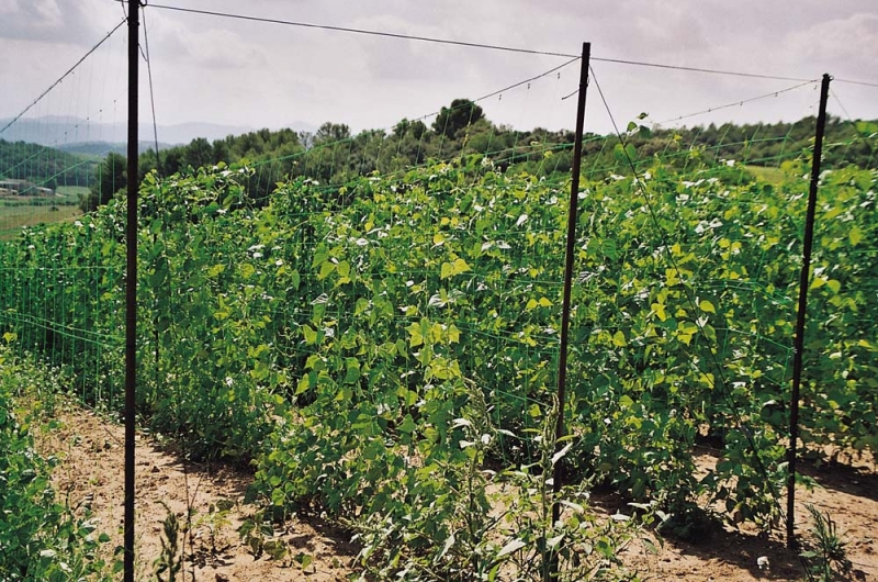 Picture of Cucumber net, 1.20 x 20m / 150x150