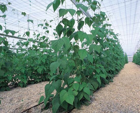 Picture of Cucumber net, 1.20 x 20m / 150x150