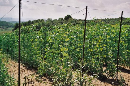 Picture of Cucumber net, 1.20 x 30m / 150x150