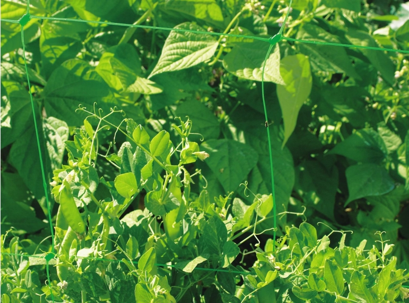 Picture of Cucumber net, 1.20 x 30m / 150x150