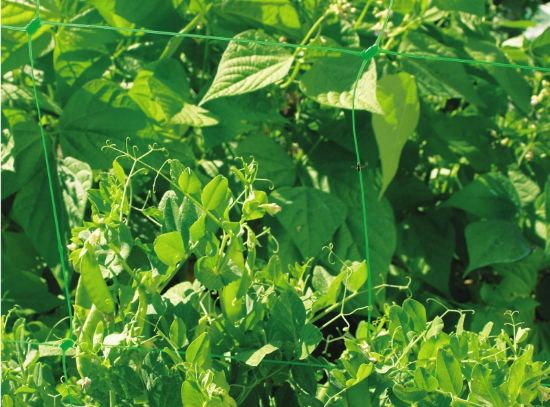 Picture of Cucumber net, 1.20 x 30m / 150x150