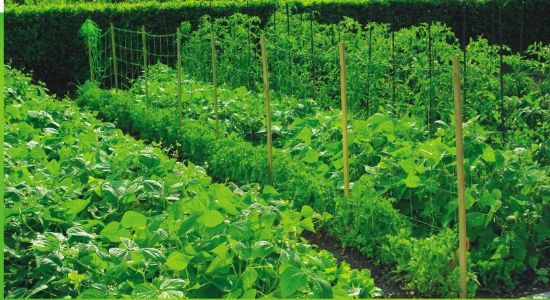 Picture of Cucumber net, 1.20 x 30m / 150x150