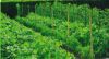 Bild von Gurkennetz 1.2 x 500m / 150x70
