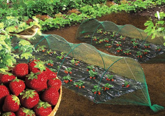 Bild von Vogelschutznetz 4.00 x 5m