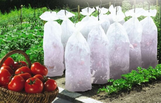 Picture of Tomato cover, 0.6 x 10m - 17g