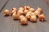 Slika Čebulček semenski Holandski rumeni Stuttgarter 14-21 500g