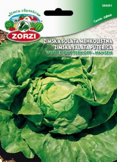 Bild von Nansen Winter Butterkopf Salat 2223 - Kleinbeutel