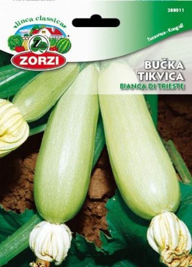 Bild von Zucchini Bianca di Trieste 2270 - Kleinbeutel