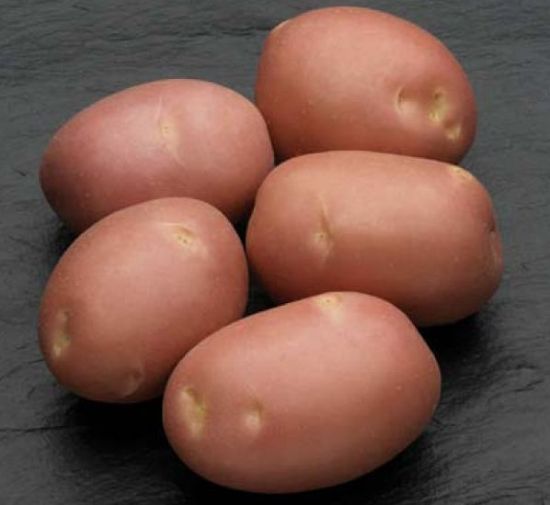 Slika Mozart krompir semenski E 28/35 25kg