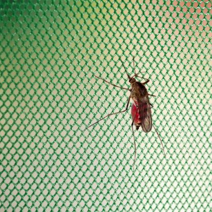 Slika Mreža zaščitna proti komarjem PVC 1 x 50m zelena