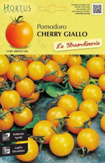 Slika Paradižnik Cherry Giallo