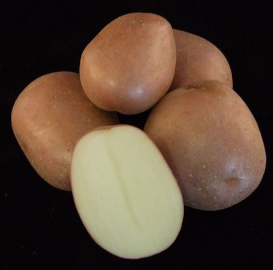 Slika Monte Carlo krompir semenski E 35/50 25kg