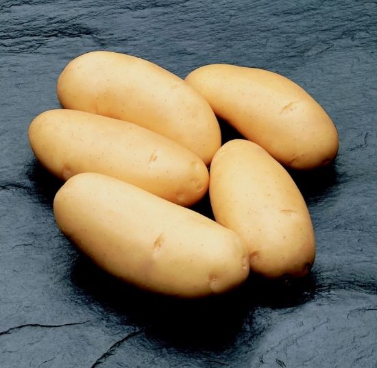 Slika Annabelle krompir semenski Bio A 28/32 25kg