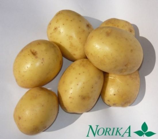 Slika Gala krompir semenski A 35/55 Big Bag