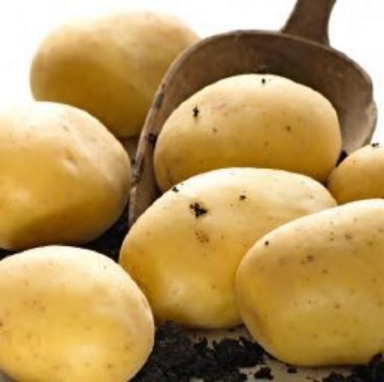Slika Levantina krompir semenski