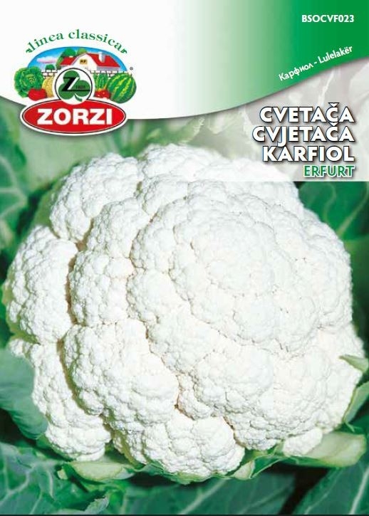Bild von Blumenkohl Erfurt 1112 - Zorzi Samenbeutel