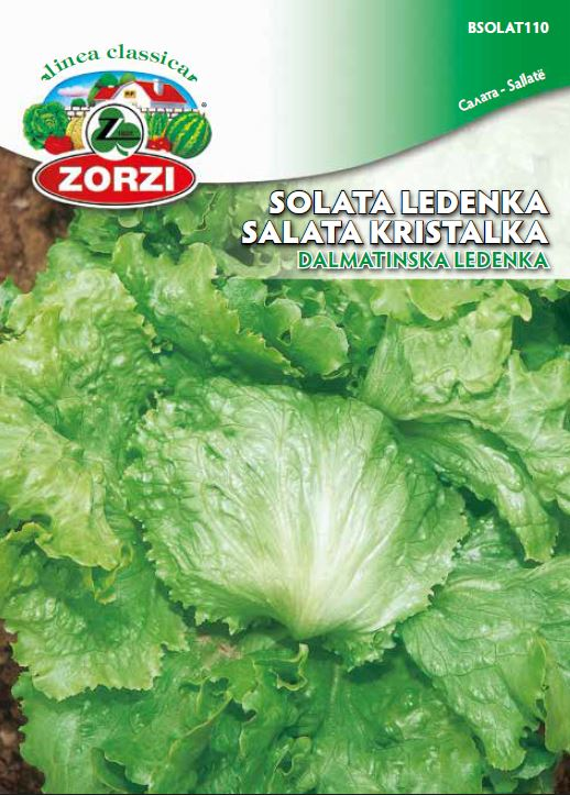 Picture of Dalmatian Iceberg lettuce, 50g 