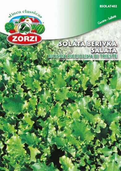 Slika Solata Bionda Ricciolina  Di Trieste 50g