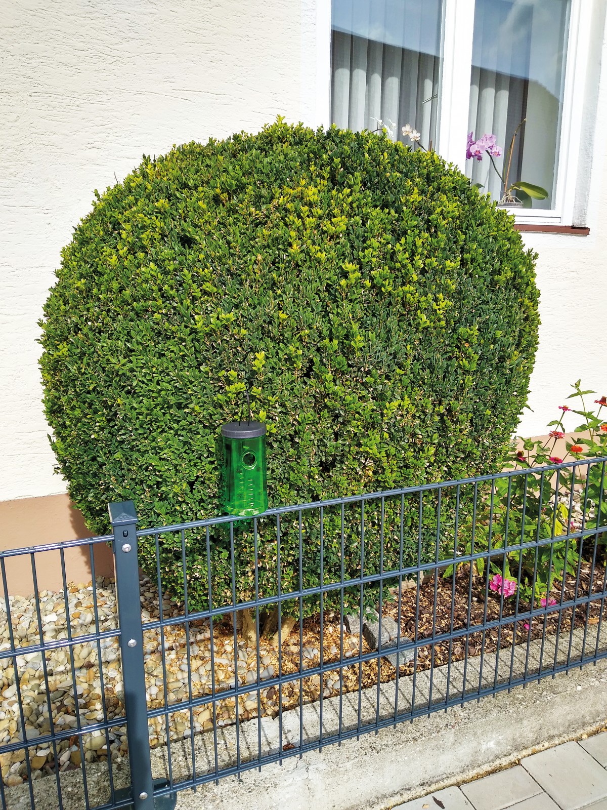 Bild von Buchsbaum-Mottenfalle