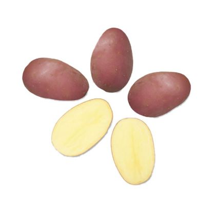 Bild von Cereza krompir semenski A 28/35 25kg