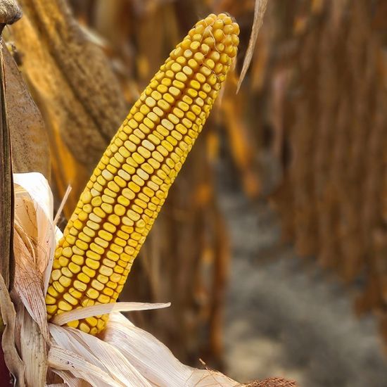 Bild von Saatmais, BC 180, 25.000 Körner, Redigo Maxim