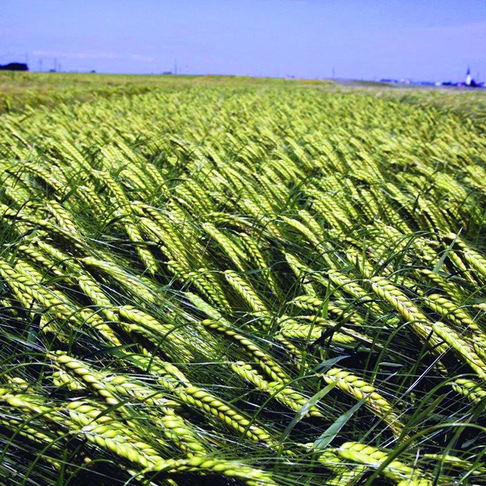 Bild von Saatgerste Maxim, 25kg, 2-zeilig