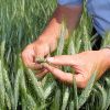 Bild von Triticale Tulus, 25kg